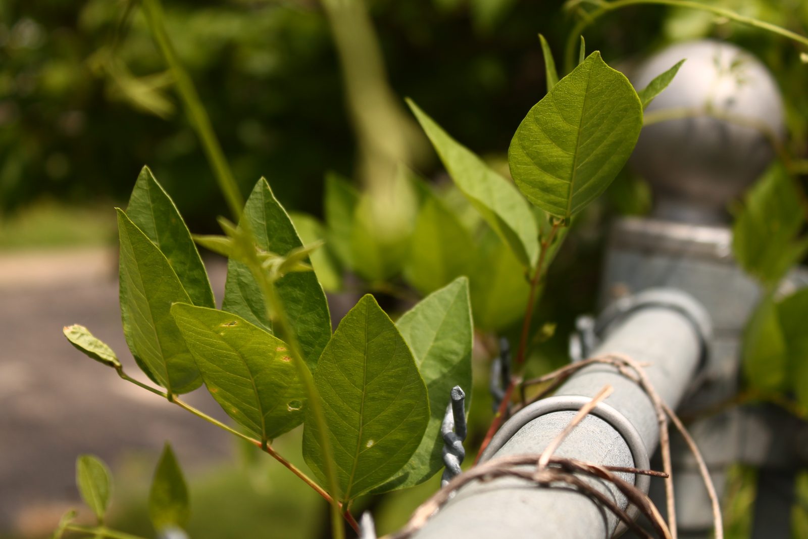 American groundnut vine, with bright green compound leaves, climbing a galvanized pipe and barbed-wire fence in a backyard.