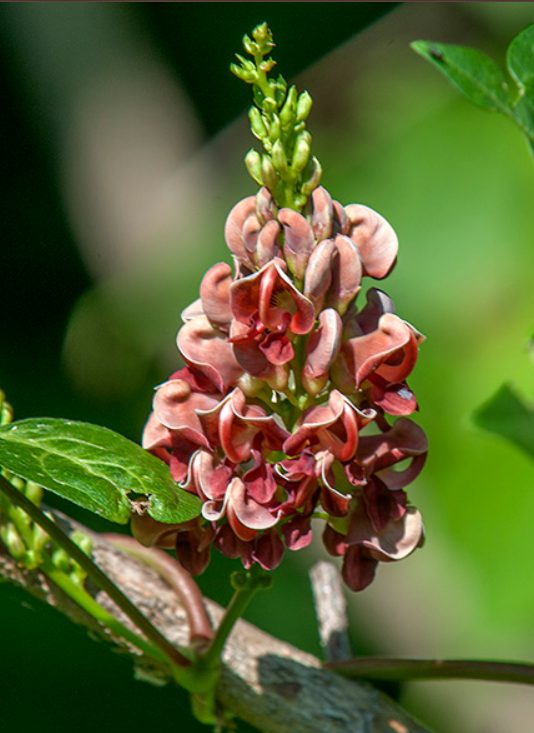 Close-up of an American groundnut (hopniss) flower cluster in pale bloom.